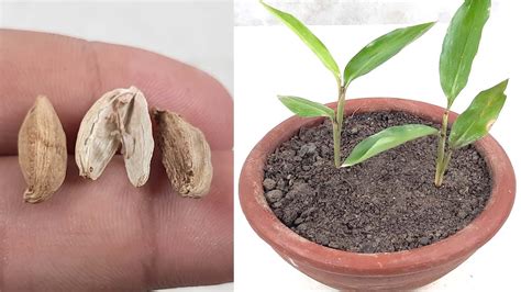How To Grow Cardamom Plant From Seed How To Grow Cardamom From Seeds