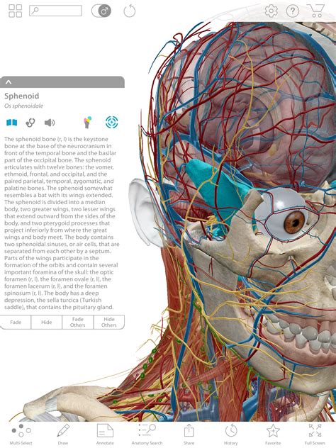 Compare Human Anatomy Atlas and Anatomy & Physiology – Visible Body