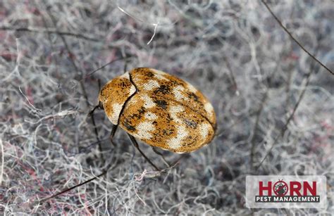 Carpet Beetles Big Damage From A Little Bug Horn Pest Management