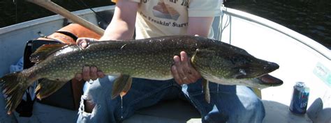 Fishing For Northern Pike In Canada Our Favorite Lures
