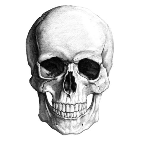 Download High Quality Skull Transparent Transparent Png