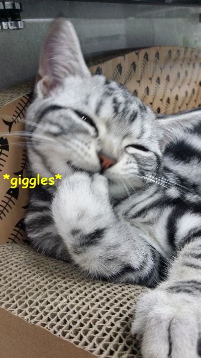 Giggles Cats N Kittens Cat Pictures Cute Kittens