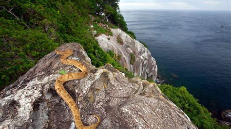 cómo es la isla prohibida donde viven las 4 mil serpientes más venenosas del mundo capaces de