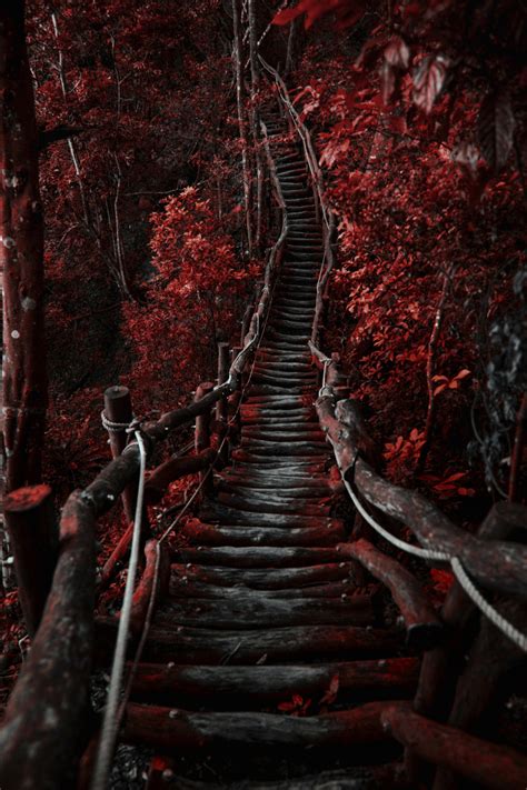 Photography Red Landscape Dark Nature Forest Bridge Melodyandviolence
