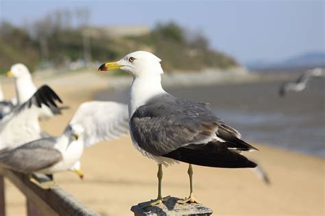Hd Wallpaper Seagull Tidal Ganghwado Dongmak Incheon Beach West