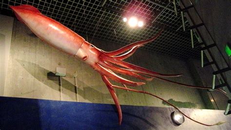 File:Giant Squid Replica.jpg