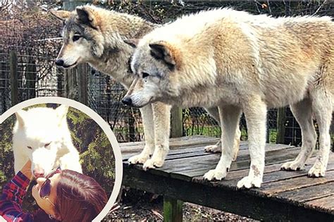 Wolves Lick Your Face At The Awesome Wolf Rescue In Jackson Nj
