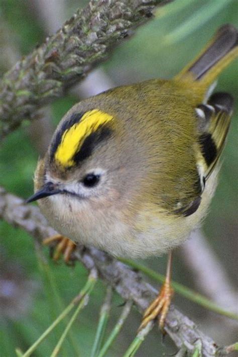 Top 10 Smallest And Cutest Birds In The World Cute Birds Birds