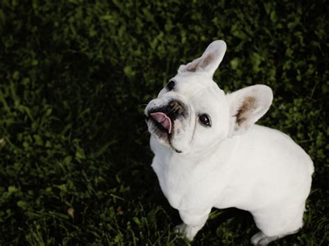 French bulldog in dogs & puppies for rehoming in canada. How Much Do French Bulldogs Cost? - French Bullevard