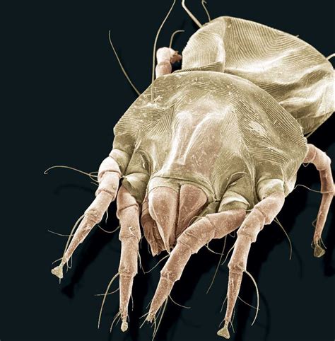 The House Dust Mite Has Evolved A Unique System For Dealing With A