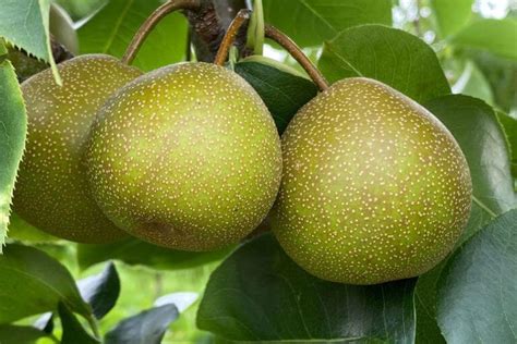 what in the world is an asian pear lyman orchards