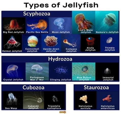 Jellyfish Facts Worksheets Habitat Types Body Parts F
