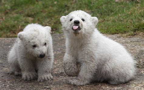 Baby Polar Bears In Munich Photos Baby Polar Bears