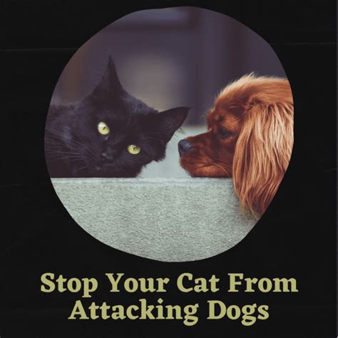 How To Stop A Cat From Attacking Dogs Pethelpful
