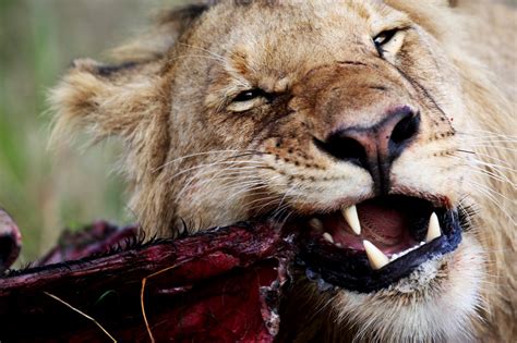 Alle bilder (löwe) jetzt online kaufen & bequem liefern lassen! Löwe beim fressen II Foto & Bild | tiere, wildlife ...