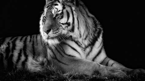A tiger at longleat safari park. Tigers white tiger wallpaper | (84048)