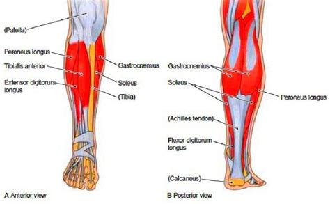 Leg Muscles Diagram Simple Lower Leg Muscle Chart Leg Muscle