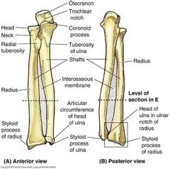 Proximal radius (head, neck and tuberosity). Upper Limb Pictures Flashcards | Quizlet