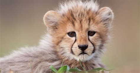 Whats A Baby Cheetah Called 4 More Amazing Facts A Z Animals