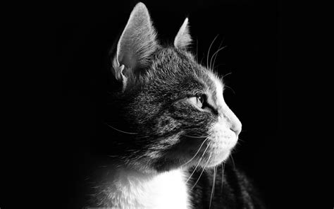Кошка В Профиль Фото Telegraph