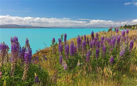 Download Wallpapers Lake Lupins Spring Wildflowers Turquoise Lake