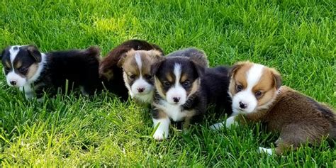 Breeder of pembroke welsh corgis in new york. View Ad: Pembroke Welsh Corgi Puppy for Sale, Colorado ...