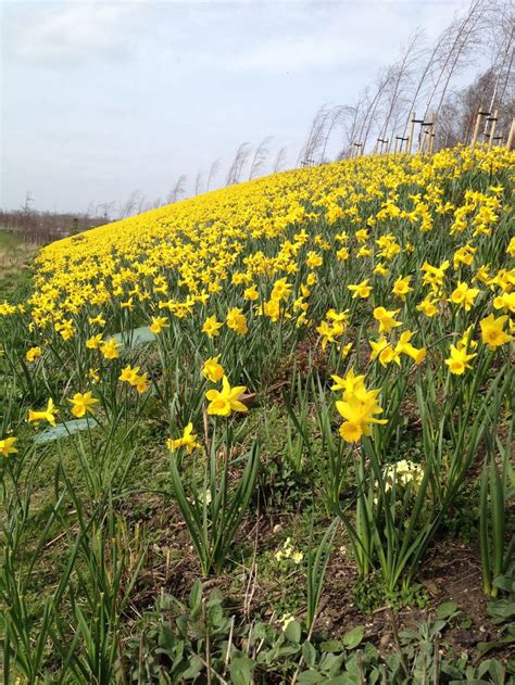 A Host Of Golden Daffodils Outside The Timberlodge On The Qeop