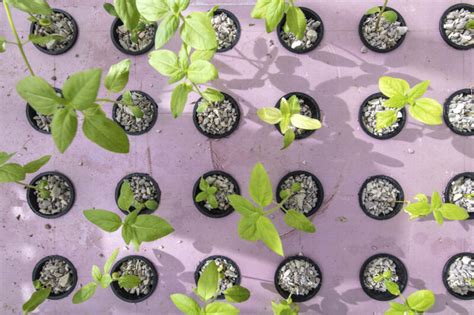 What nutrients do tabletop zucchini need to grow. 8 Benefits of Hydroponic Growing - 2021 Guide - DemotiX