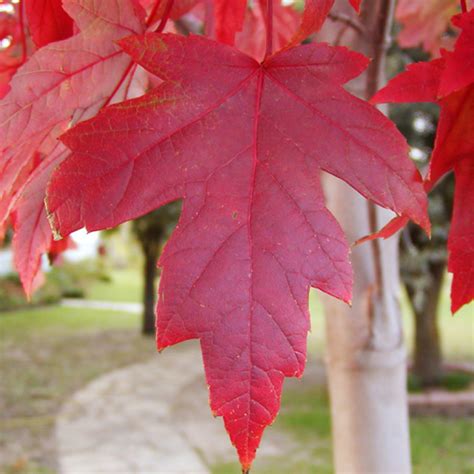 Acer X Freemanii Jeffersred Autumn Blaze Maple Wheaton Garden