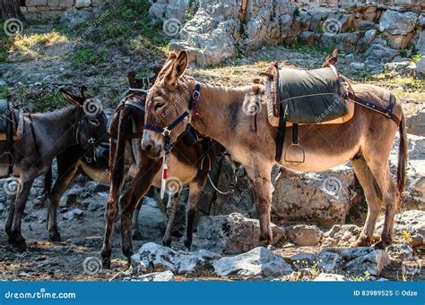 Typical Greek Donkeys With Saddle In The Mountains Stock Image Image