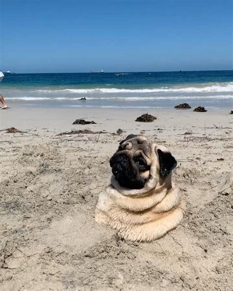 9771 Likes 230 Comments Leonardo The Beach Pug Beachpug On