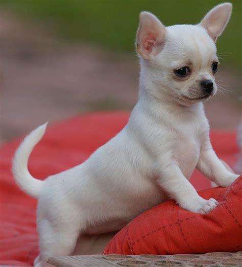 Chihuahua Chihuahua Puppies Cute Chihuahua Cute Baby Animals