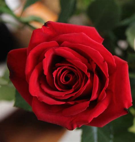 صور ورد أحمر طبيعي رومانسي Red Rose صور ورد وزهور Rose Flower Images