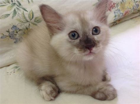 Domestic Long Hair Burmese Kitten Adopted 3 Years 1 Month Cinnamon