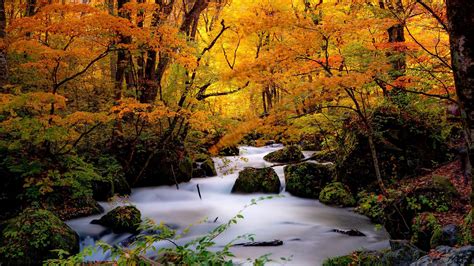 Forest Japan Stone Stream During Fall Hd Nature Wallpapers Hd