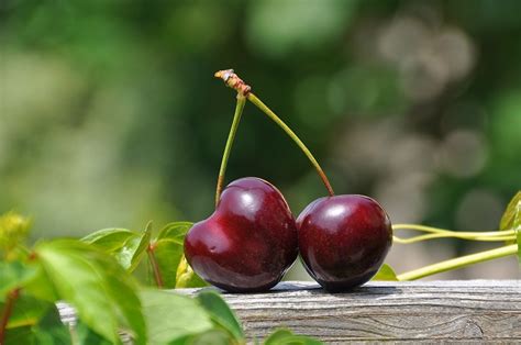 Washingtons Frigid Winter Likely To Lead To A Smaller Cherry Crop