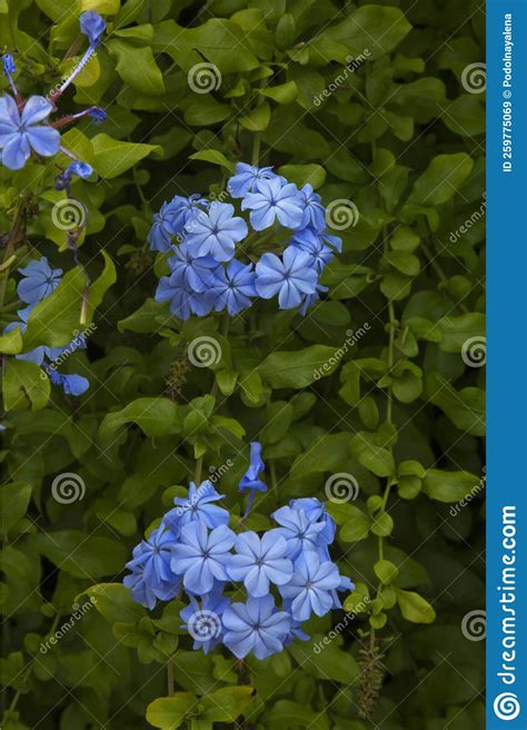 The Cape Leadwort Plumbago Auriculata Stock Image Image Of