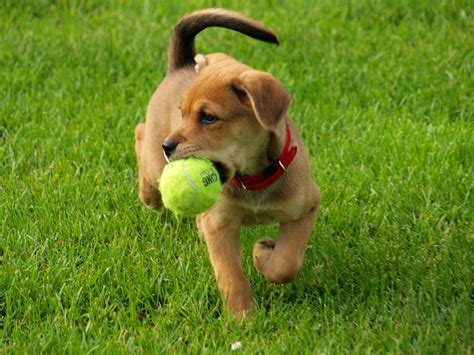 Training Your Dog To Fetch A Ball Playing Catch Can Be Fun Best Dog
