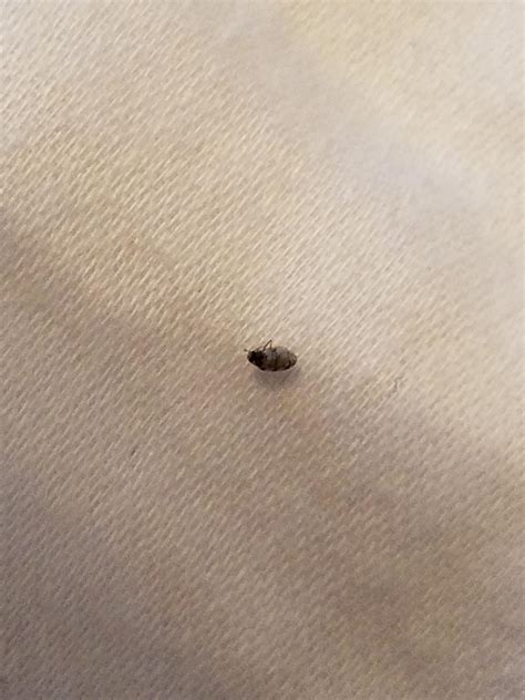 Tiny Beetle My Girlfriend Found On Our Bed In Lakeland Florida Sorry