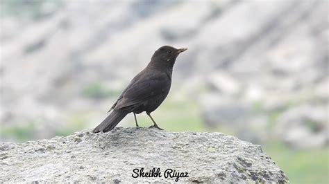 Tibetan Blackbird Kashmir Wildkashmir Youtube