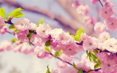 Download Cherry Blossoms Floral Desktop Wallpaper