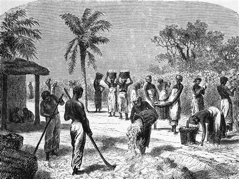 Slaves On The Plantation By Hulton Archive