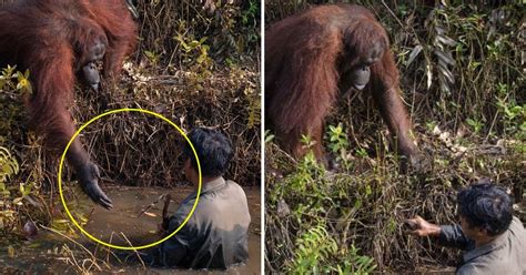 Photographer Captures Incredible Moment Wild Orangutan Offers Hand To