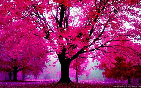 Pink Tree Background Falling Petal Over The Romantic Tunnel Of Pink