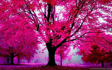 Beautiful Pink Tree Background Photos And Wallpapers