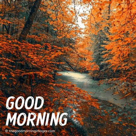 Beautiful Good Morning Fall Images Pictures And Photos 2024