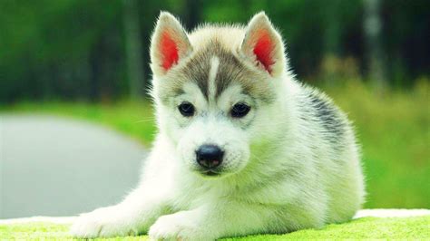 Cute Dogs And Puppies Wallpapers - Wallpaper Cave