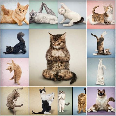 Yoga Cats Cat Yoga Cute Animals Cats And Kittens