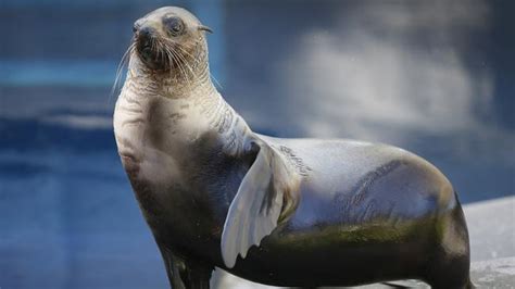 Fur Seals Caught Having Sex With Penguins Daily Telegraph