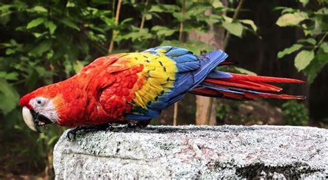 Best Parrots For Pets From Small Parrots To Talking Parrots